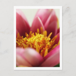 Carte Postale Fleur Passion