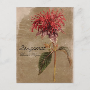 Carte Postale Fleur Plante Bergamot vintage