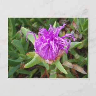 Carte Postale Fleur Plante de glace violet