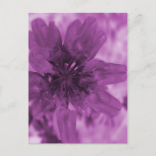Carte Postale Fleur pourpre