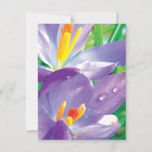 Carte Postale Fleur pourpre Avec Dew Élégante Nature