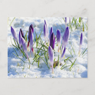 Carte Postale Fleur pourpre de crocus dans la neige Frost