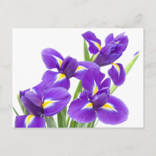 Carte Postale fleur pourpre d'iris