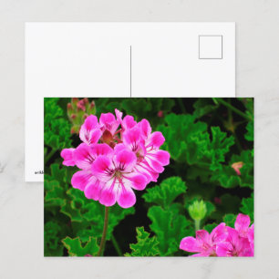 Carte Postale Fleur rose