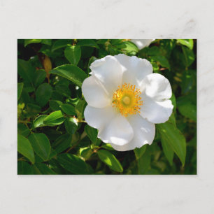 Carte Postale Fleur Rose Cherokee 