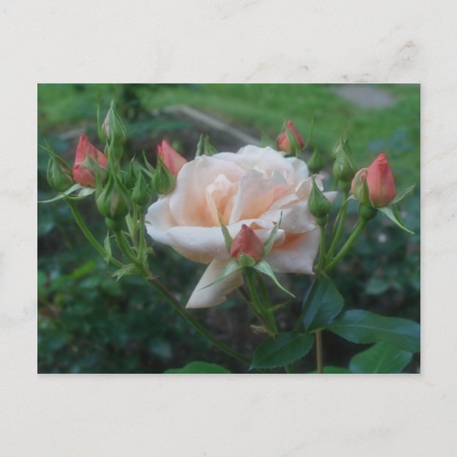Carte Postale Fleur Rose de pêche (Devant)