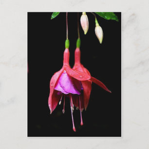 Carte Postale Fleur rose Fuchsia
