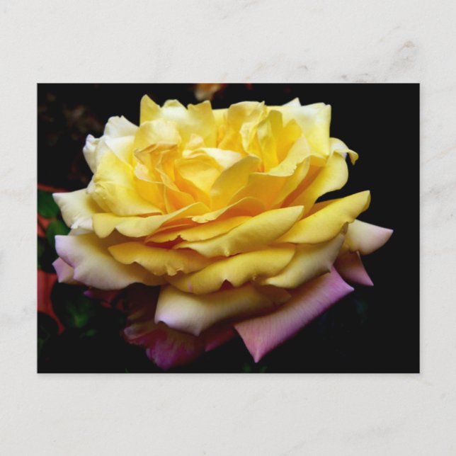Carte postale Fleur Rose jaune (Devant)