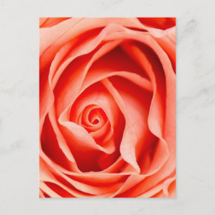 Carte Postale Fleur rose orange