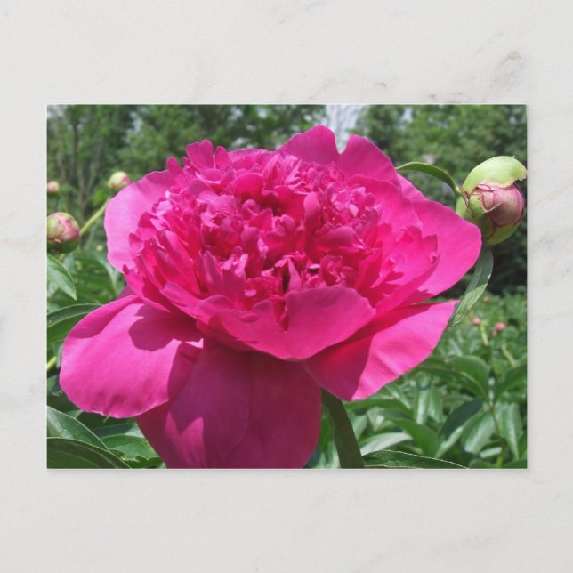 Carte Postale Fleur rose pâle (Devant)