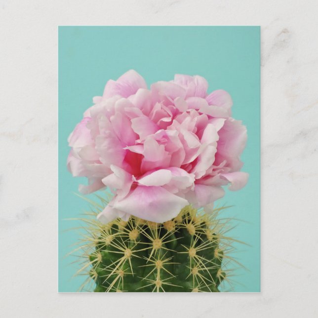 Carte Postale Fleur rose placé sur le cactus en épi (Devant)