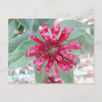 Carte Postale Fleur rose profonde