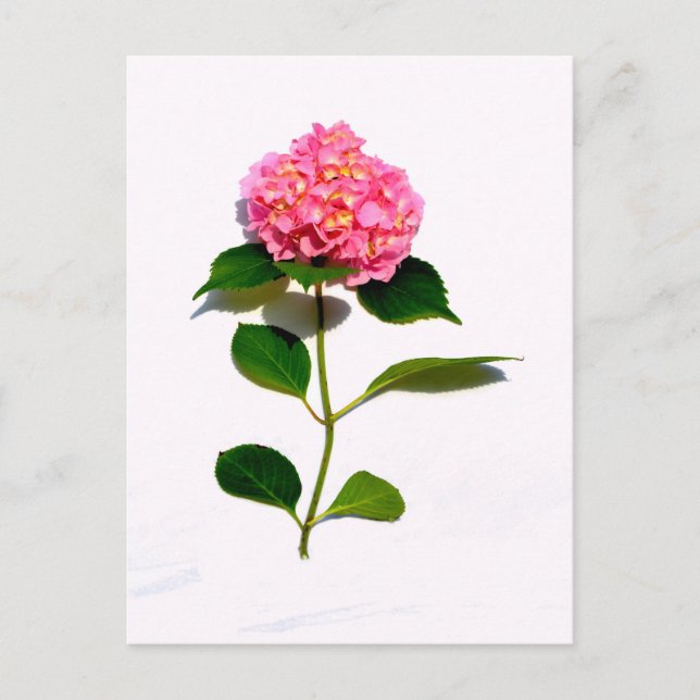 Carte Postale Fleur rose rose rose Hydrangea (Devant)