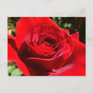 Carte Postale Fleur rose rouge vif Belle florale