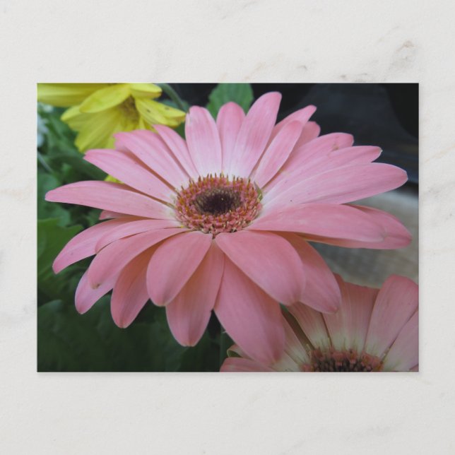 Carte Postale Fleur rose unique (Devant)