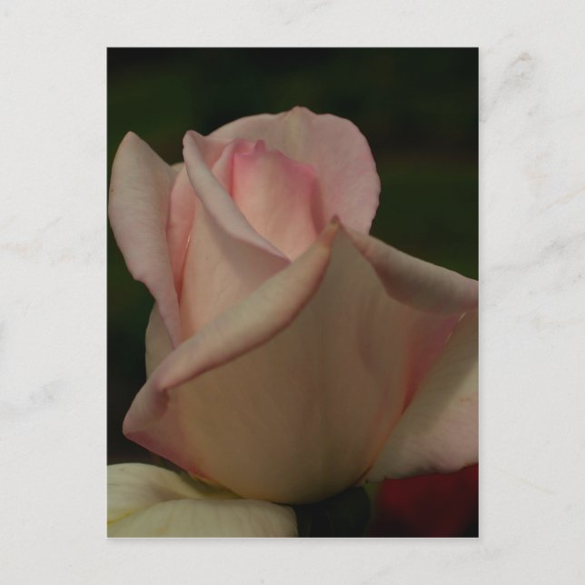 Carte Postale Fleur Rosebud rose intense (Devant)