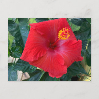 Carte postale Fleur rouge