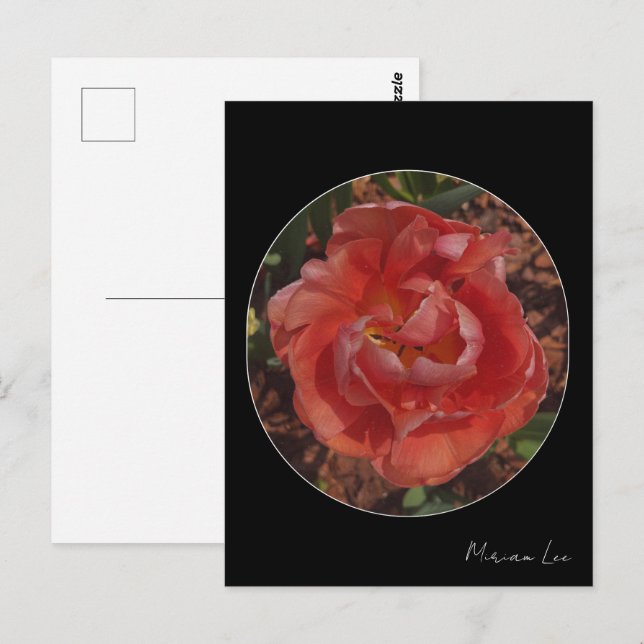 Carte Postale fleur rouge  (Devant / Derrière)