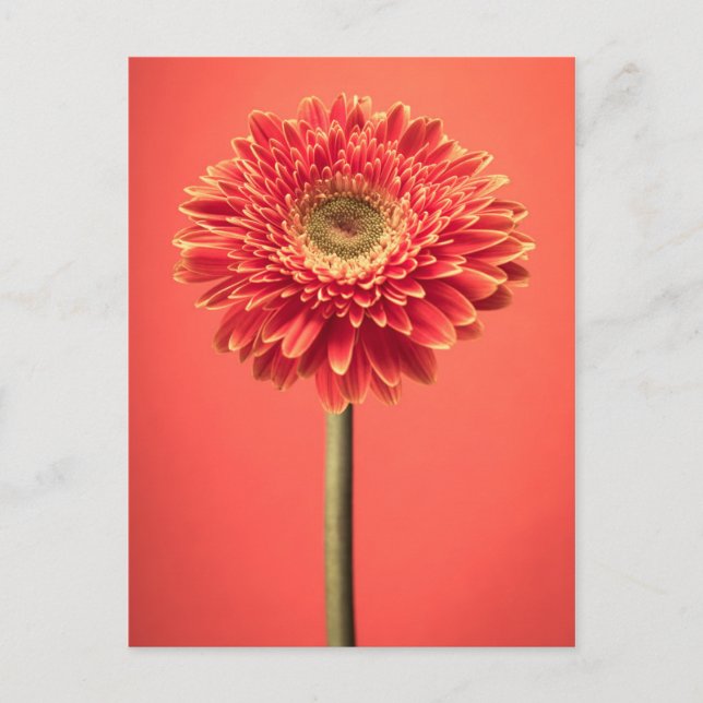 Carte Postale Fleur rouge Barberton Gerbera Daisy (Devant)