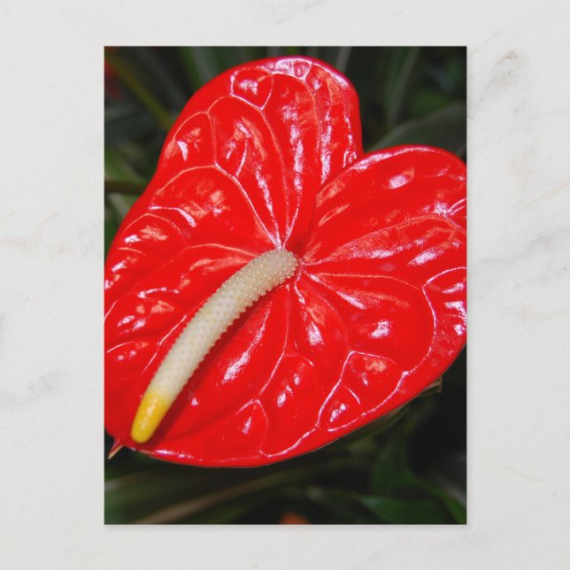 Carte Postale Fleur rouge tropicale (Devant)