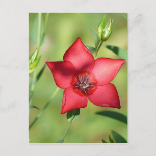 Carte Postale Fleur rouge unique en vert