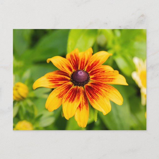 Carte Postale Fleur Rudbeckia (Devant)