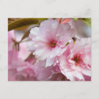 Fleur Sakura rose