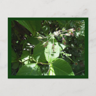 Carte Postale Fleur sauvage