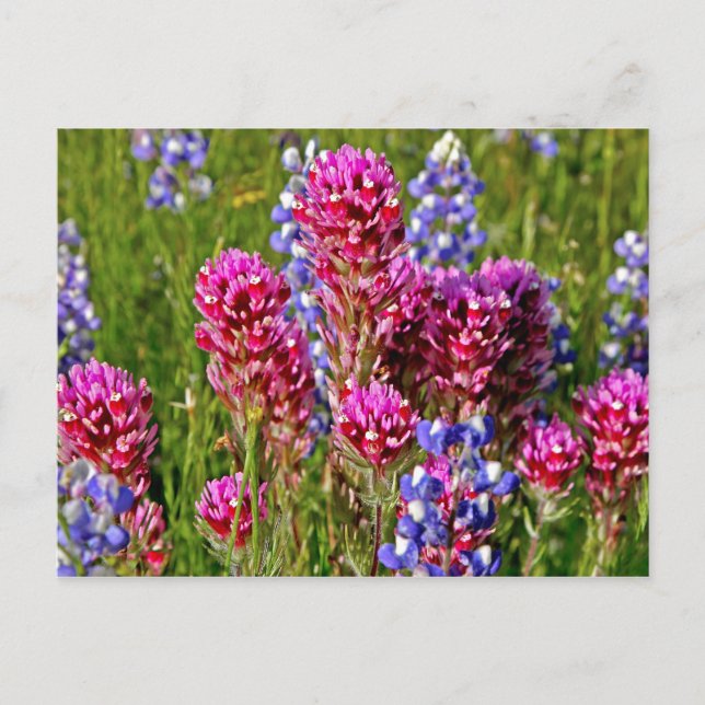 Carte Postale Fleur sauvage (Devant)