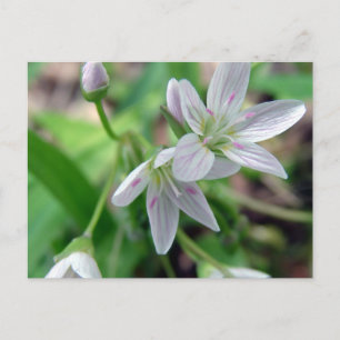 Carte Postale Fleur sauvage