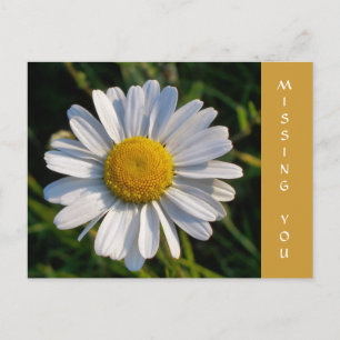 CARTE POSTALE FLEUR SAUVAGE