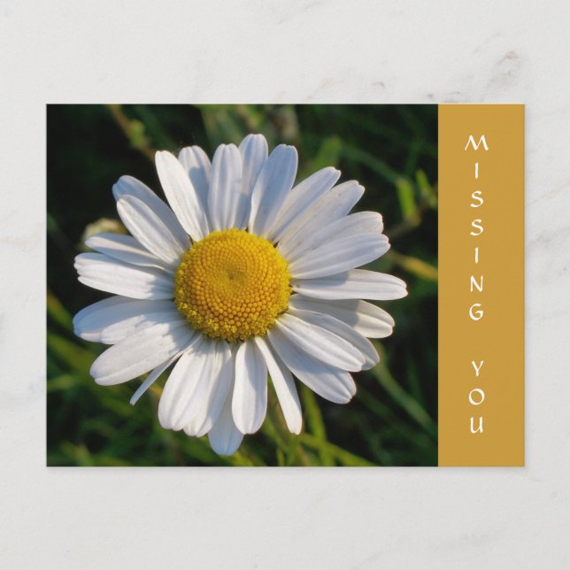 CARTE POSTALE FLEUR SAUVAGE (Devant)