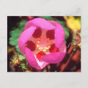 Carte Postale Fleur sauvage à cinq points du désert