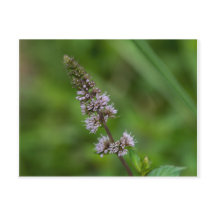 Carte postale Fleur sauvage à la menthe rouge