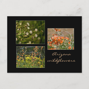 Carte postale fleur sauvage Arizona