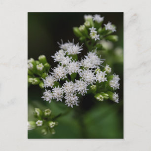 Carte postale Fleur sauvage blanc à fleurs tardive