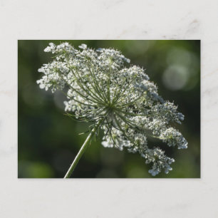 Carte postale Fleur sauvage blanc dentelle de la r