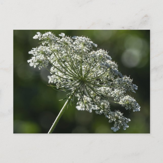 Carte postale Fleur sauvage blanc dentelle de la r (Devant)