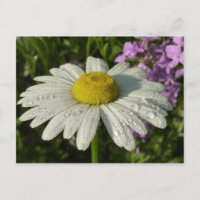 Fleur sauvage Daisy et Summer Lilac