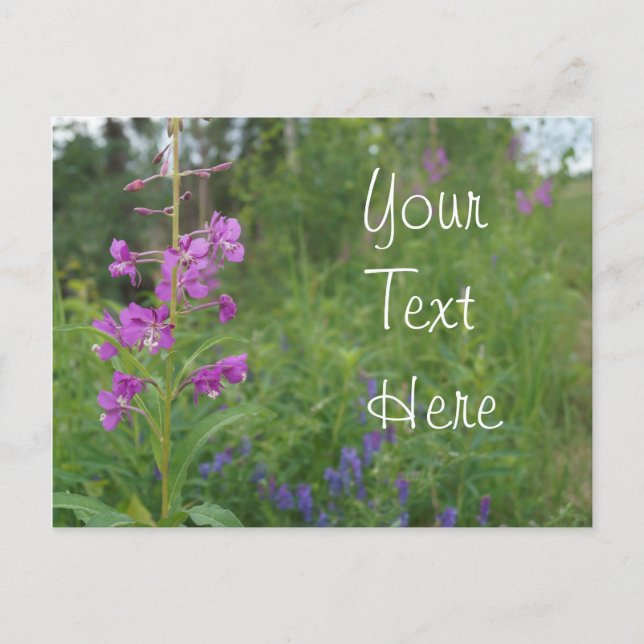 Carte Postale Fleur sauvage de Fireweed de l'Alaska (Devant)