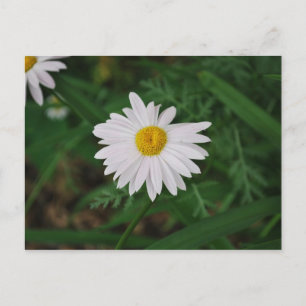 Carte postale Fleur sauvage de marguerite blanche