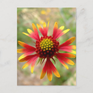 Carte Postale Fleur sauvage du désert de Blanketflower Gaillardi