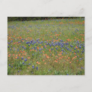 Carte Postale Fleur sauvage du Texas