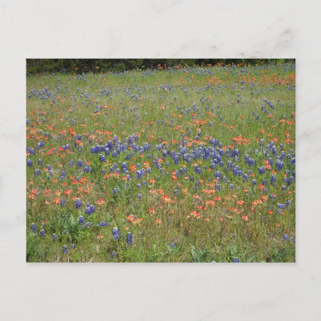 Carte Postale Fleur sauvage du Texas (Devant)