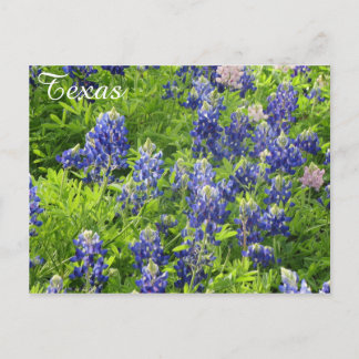 Carte postale Fleur sauvage du Texas Bluebonnets
