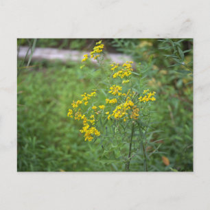 Carte postale Fleur sauvage jaune