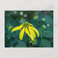Carte postale Fleur sauvage Jaune à tête verte