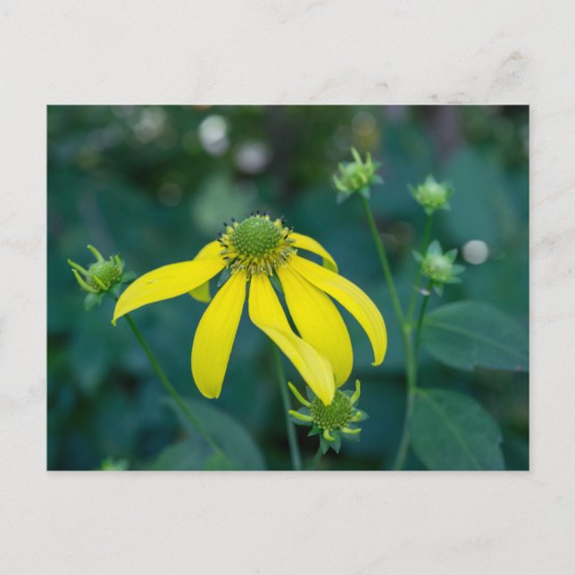 Carte postale Fleur sauvage Jaune à tête verte (Devant)