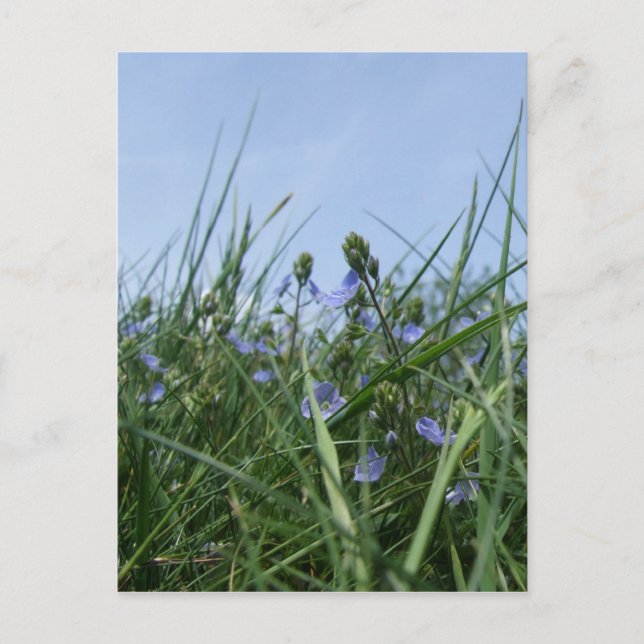 Carte postale fleur sauvage Meadow (Devant)