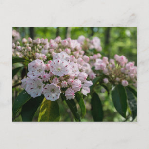 Carte postale Fleur sauvage Mountain Laurel